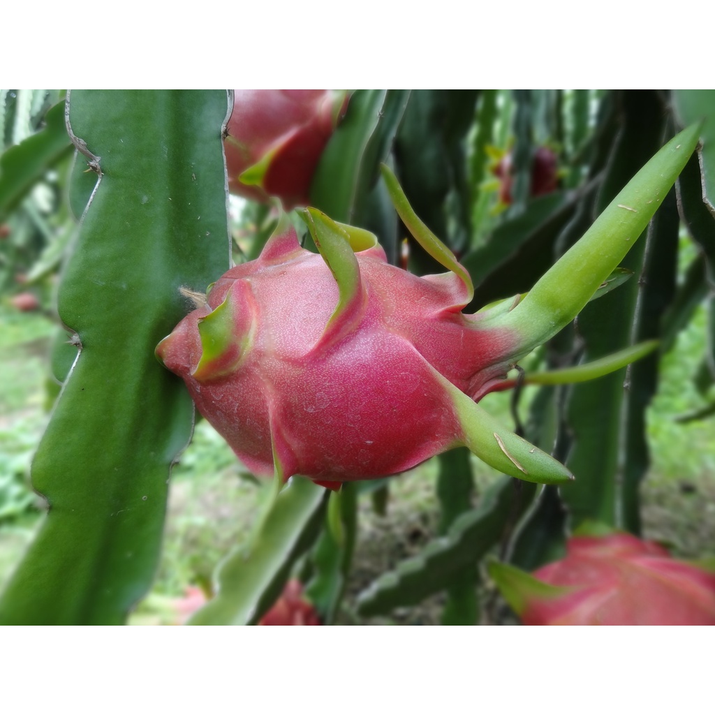 Cành giống thanh long ruột trắng