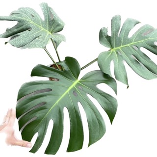 Monstera Deliosa - Trầu bà Nam Mỹ c.ây trưởng thành, size lá từ 15-trên 35cm