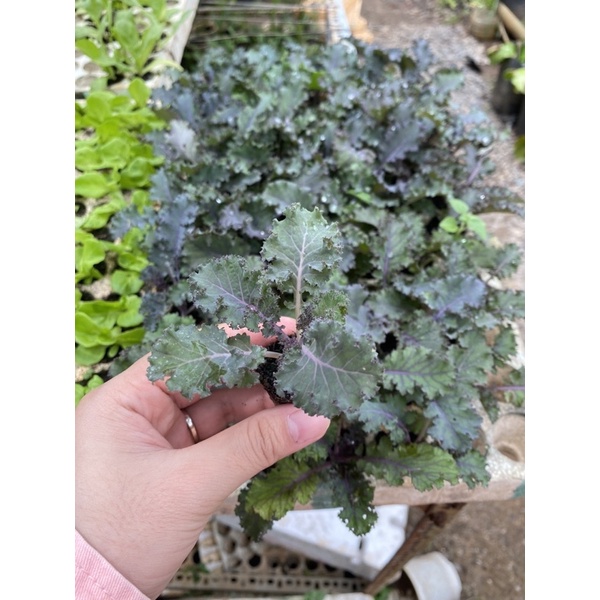 Combo 2 Kale xoăn tím cây con