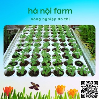 Khay ươm hạt 84 lỗ bằng xốp