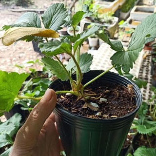 Cây giống Dâu Tây ( bầu ổn định )