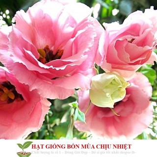 hạt hoa hải quỳ chuẩn tết