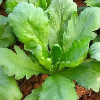 Hạt giống Cải Cúc Nếp - Tẻ 2500hạt ~20gram