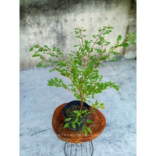 Cây ổi đuôi phụng 1m