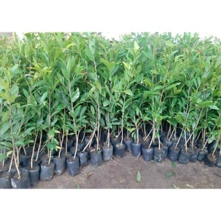 CÂY GIỐNG MAI cánh Xoáy. [ Cây ươm từ hạt cao 1m như hình ]