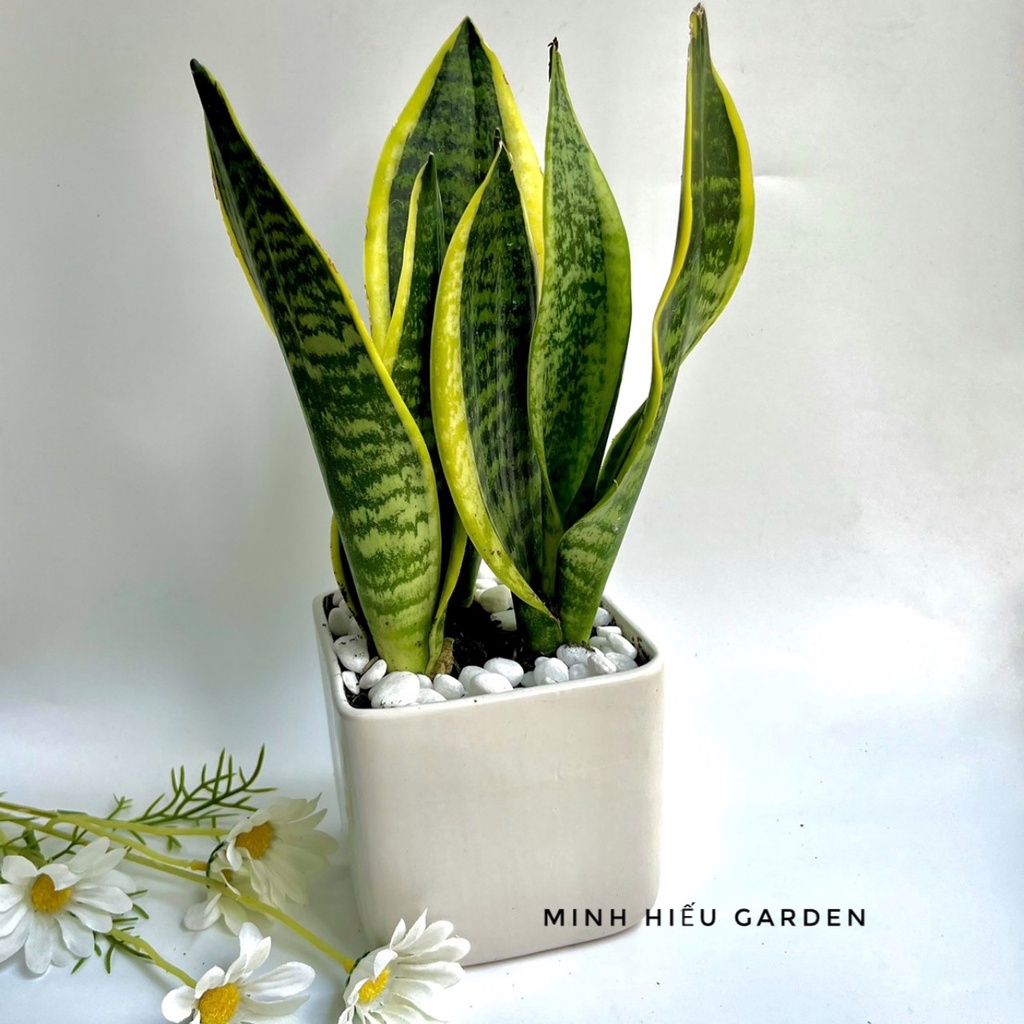 Cây lưỡi hổ vàng chậu sứ vuông đường kính 10cm