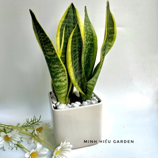 Cây lưỡi hổ vàng chậu sứ vuông đường kính 10cm