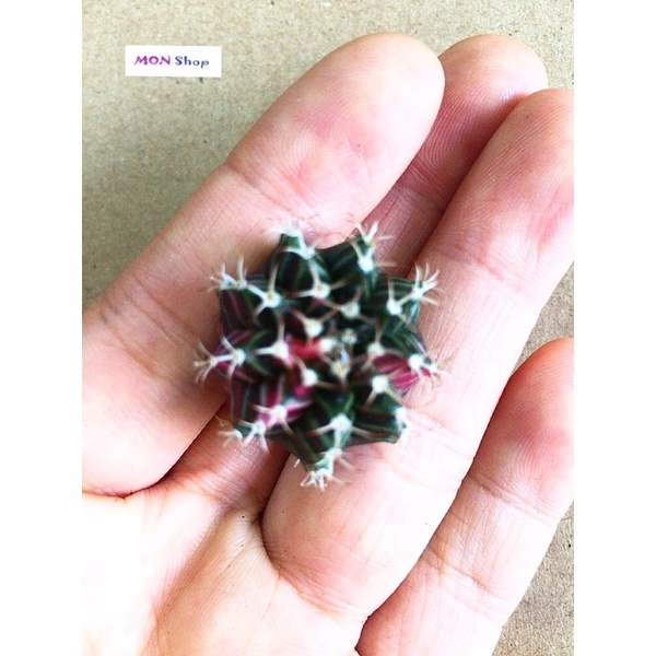 Xương rồng gym vân lem đẹp