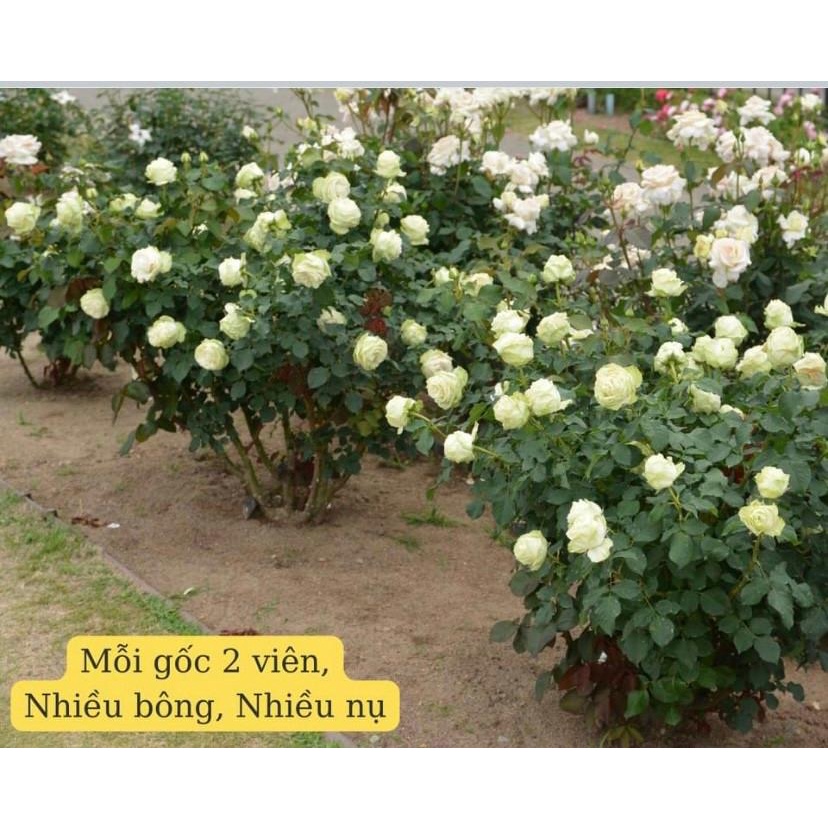 Phân bón tan chậm chuyên hoa hồng - Bịch 24 viên kích thích ra rễ, hoa nhiều màu đẹp - Công nghệ Hà Lan