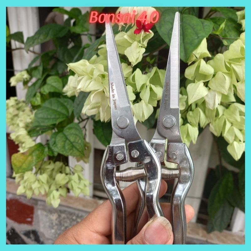 Kéo tỉa cành dăm thép trắng cho cây cảnh, cây bonsai