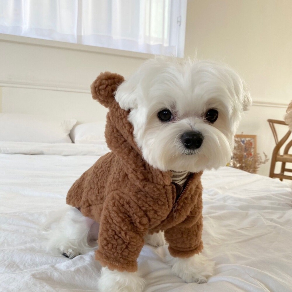 Áo hoodie HIPIDOG giữ ấm mùa đông in họa tiết gấu teddy hoạt hình dễ thương dành cho thú cưng