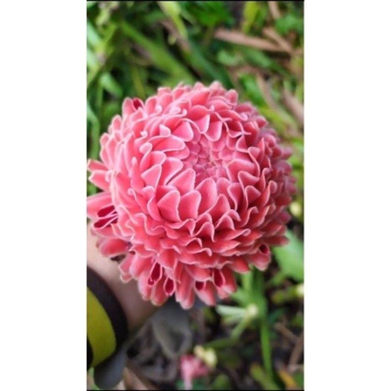 Bầu hoa sen đa Lộc