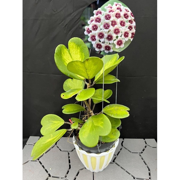 Hoa Cẩm cù - hoya Kerrii var thân leo, lá hình tim có var bên trong lá, ra hoa theo mùa, rất dễ trồng.