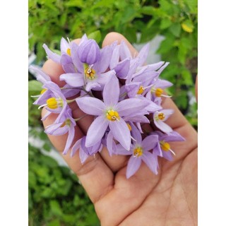 Cây Tiêu Nương
