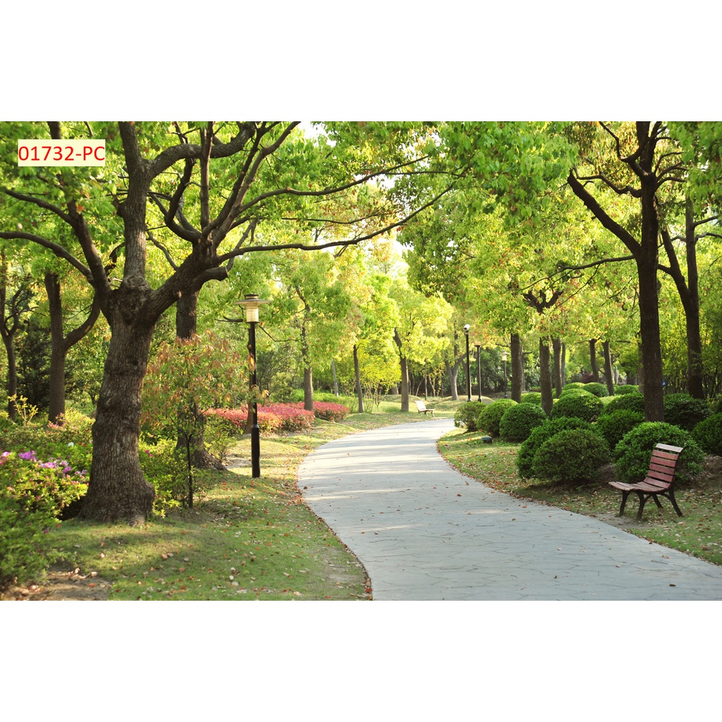 Tranh Dán Tường Trang Trí Cây Xanh, Hàng Cây, Rừng Cây phù hợp với nhiều không gian