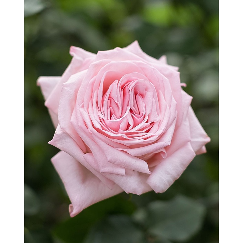 Hoa Hồng Pink Ohara - hồng bụi, hoa lâu tàn