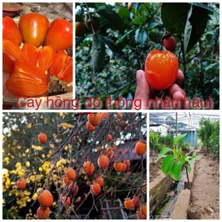 Cây Hồng đỏ