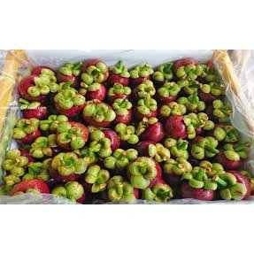 Cây giống Măng Cụt ( SIÊU TRÁI + SIÊU SỚM)