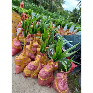 Dừa xiêm đỏ lùn 29k/1 cây
