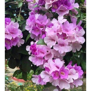 Cây giống hoa lan tỏi(1bầu)