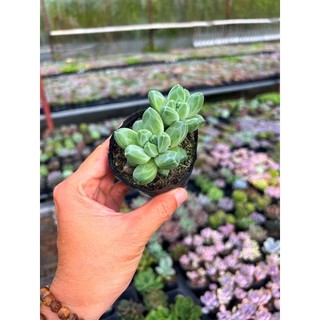 Sen đá kim cương trắng size nhỏ 4-4,5cm, ú nu, lỗi 1 đổi 1