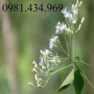 Cỏ lào cộng sản khô mới 01kg loại 01