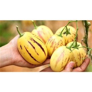 Hạt Giống Dưa Pepino (Đã ủ kích mầm sẵn tỉ lệ nảy mầm cao) - GÓI HÃNG UY TÍN