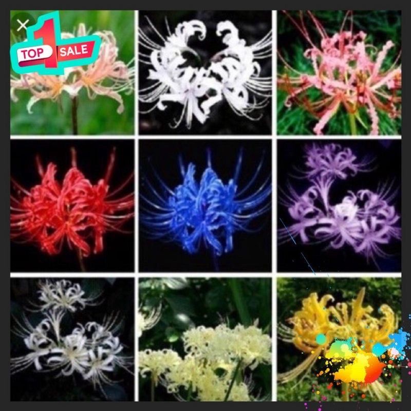 Củ hoa bỉ Ngạn 9cu 9 màu