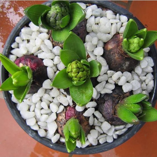 Củ Giống Hoa Tiên Ông Hà Lan size 16/17 Shop Có 6 Màu