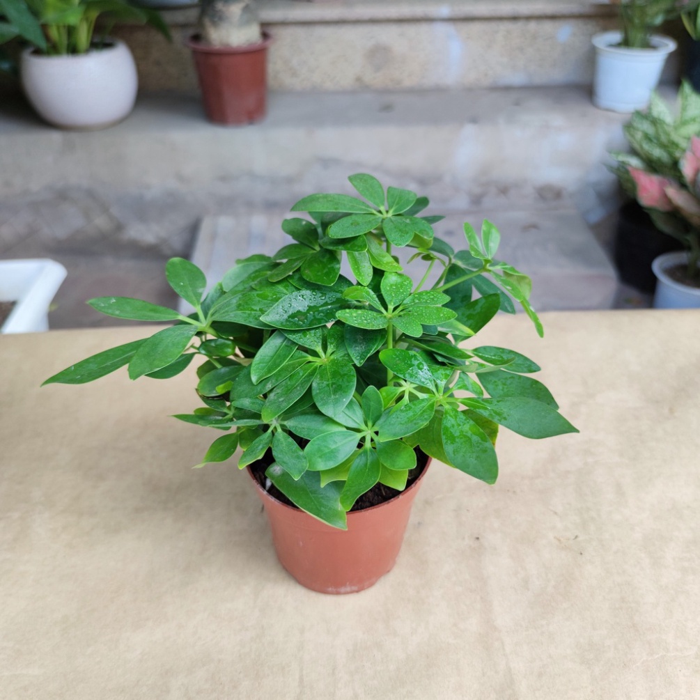 Cây ngũ gia bì cực xanh  cây trang trí nhà và nội thất cao 25cm 123