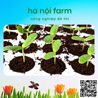 Khay ươm hạt 84 lỗ bằng xốp