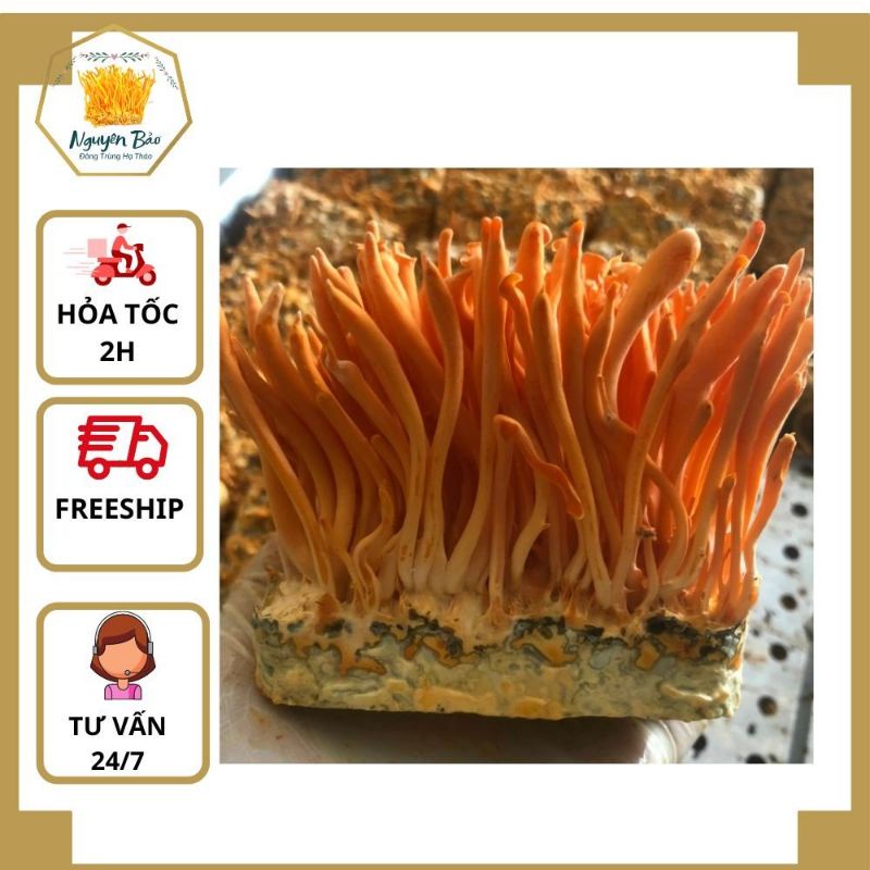 Đông trùng hạ thảo tươi khối lượng 180gr