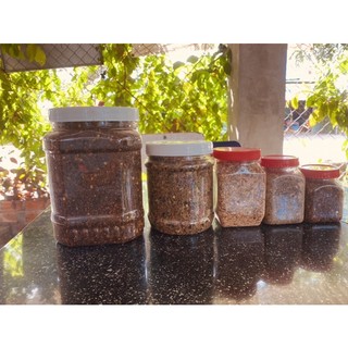 Combo 1kg Muối kiến vàng