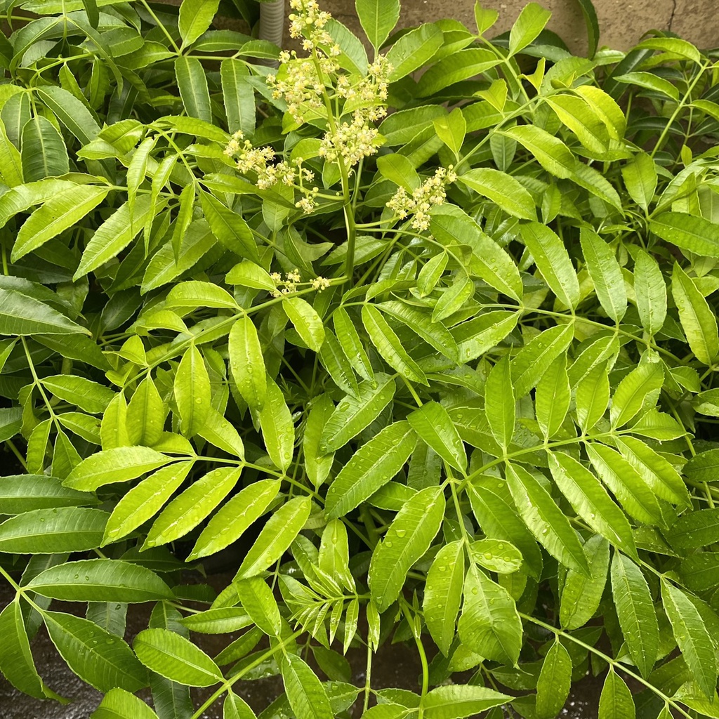 Cóc thái siêu quả, cây trưởng thành đang sẵn hoa