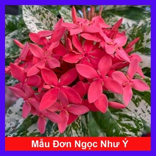 Cây mẫu đơn ngọc như ý - cây bông trang ngọc như ý