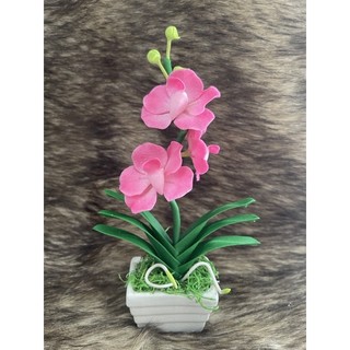 Chậu hoa Lan Vanda đất sét cành ngắn