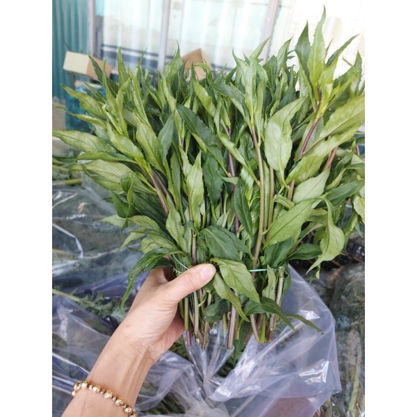 Rau Bâu Đât - Rau sạch nhà vườn ĐÀ LẠT