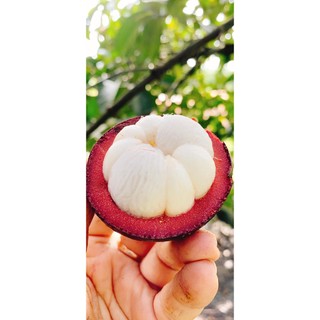 Cây giống Măng Cụt ( SIÊU TRÁI + SIÊU SỚM)
