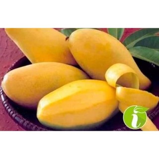 Cây giống xoài không hạt(1 bầu 40cm)