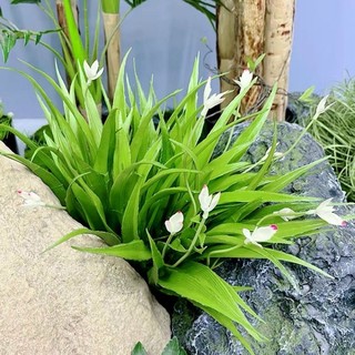 Cây Giả- Cụm Lá Cắm Điểm - lá dứa 3 ngọn- lá lan leo trang trí nhà cửa