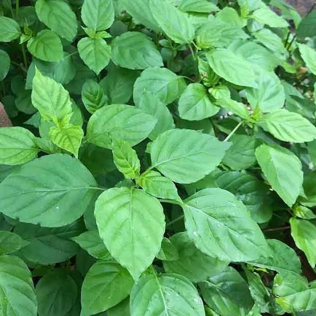 Combo 30 Hom Giống Rau Bồ Ngót Nhật  CÂY GIỐNG 3 MIỀN