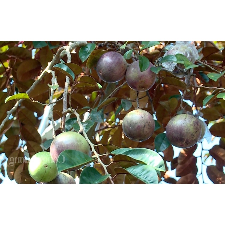 Cây giống Vú Sữa Tím Lùn tứ quý [ 18 tháng thu hoạch ] [ GHN Express ]