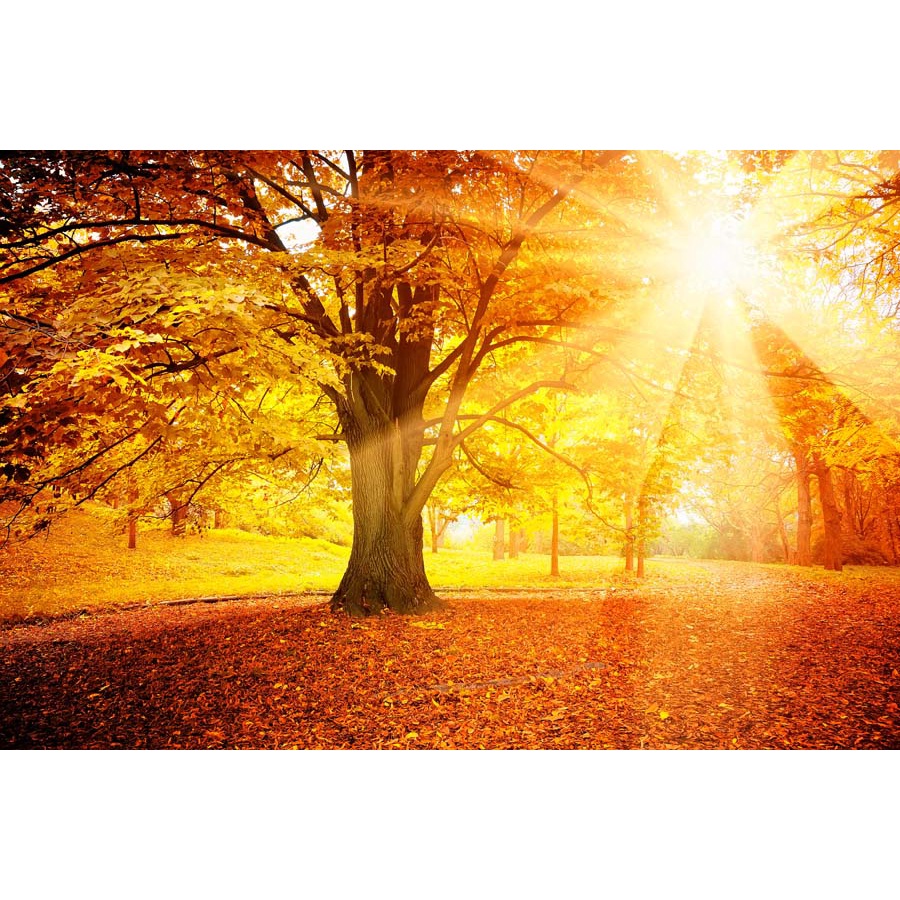 Tranh dán tường phòng khách phong cảnh rừng cây đẹp nhất