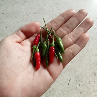 20 Hạt Ớt Mắt Chim Thái Lan