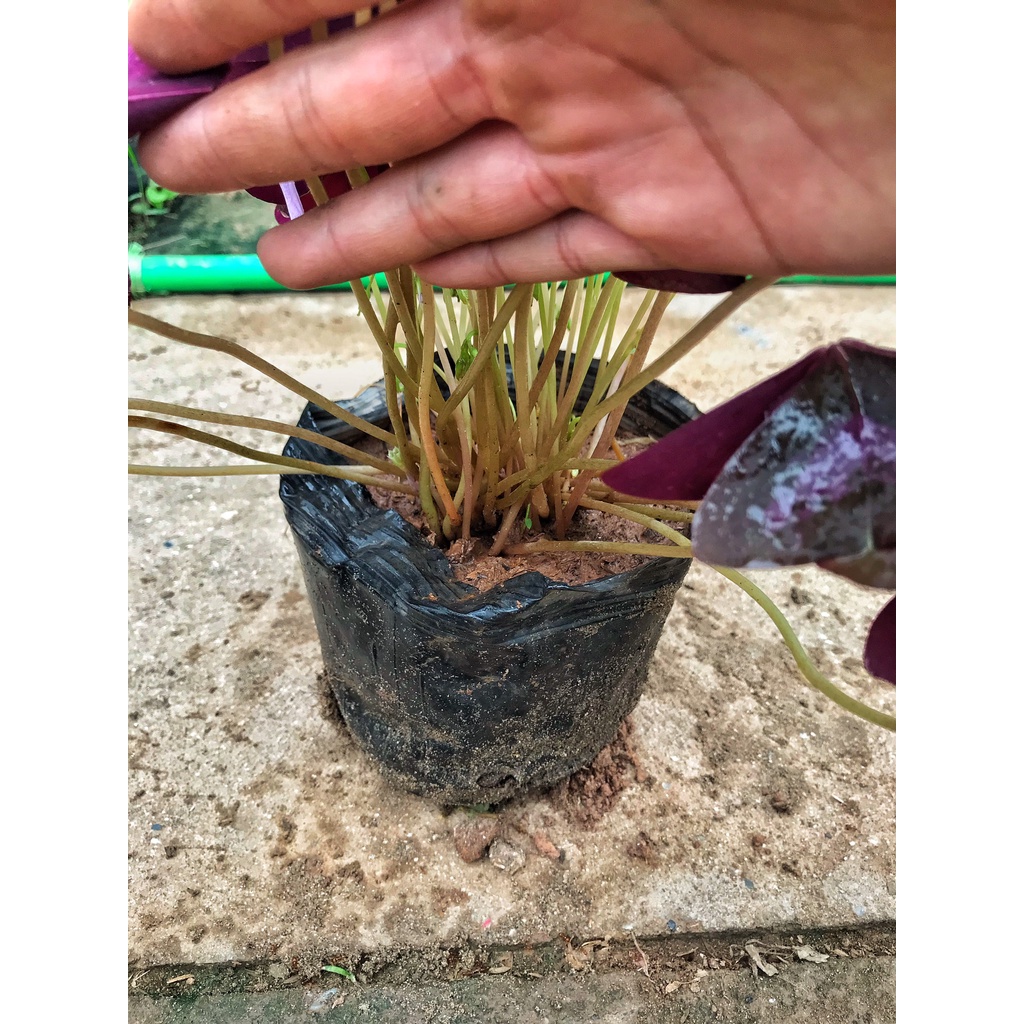 Cây bướm đêm     cây sum suê bắt mắt dễ chăm sóc, thích hợp trang trí cảnh quan