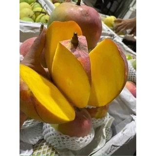 cây XOÀI ÚC ( cây ghép, chuẩn giống)