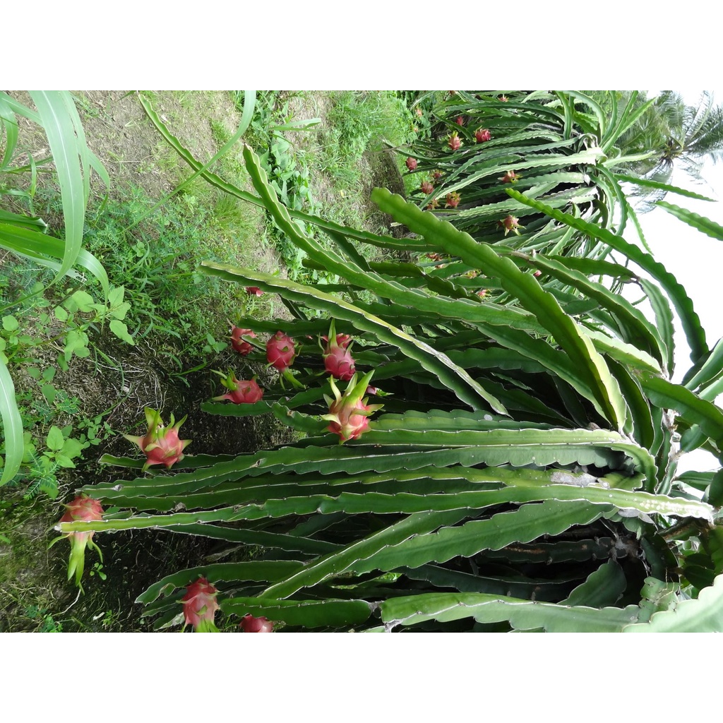 Cành giống thanh long ruột trắng