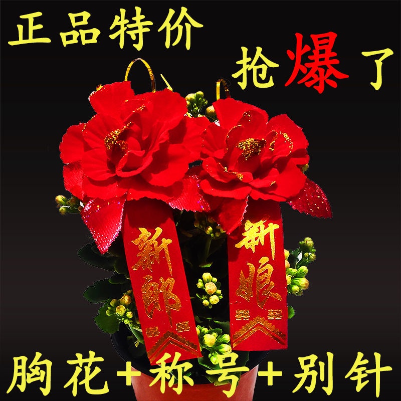 Ghim Cài Áo Hình Cô Dâu Chú Rể VIP Sang Trọng