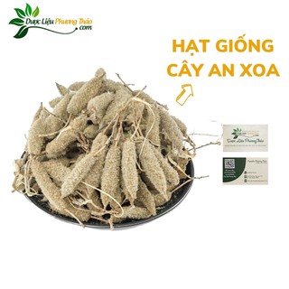 1 Hạt giống cây An Xoa – Dược liệu “Thần Kỳ” hỗ trợ các vấn đề về gan- Dược liệu Phương Thảo