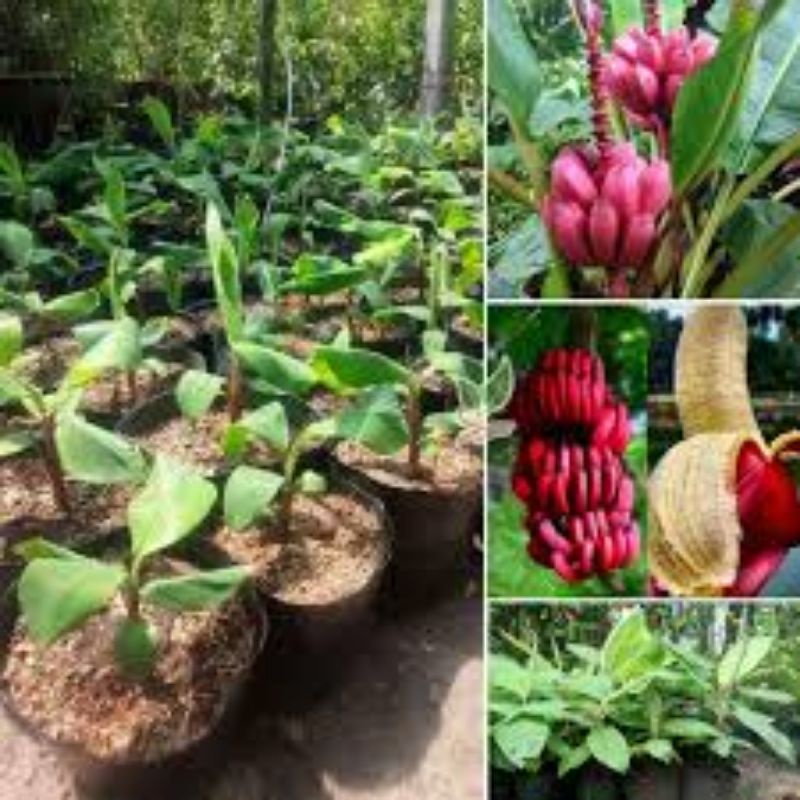 Cây giống chuối đỏ cấy mô siêu sớm ( cây cấy mô chuẩn giống F1)